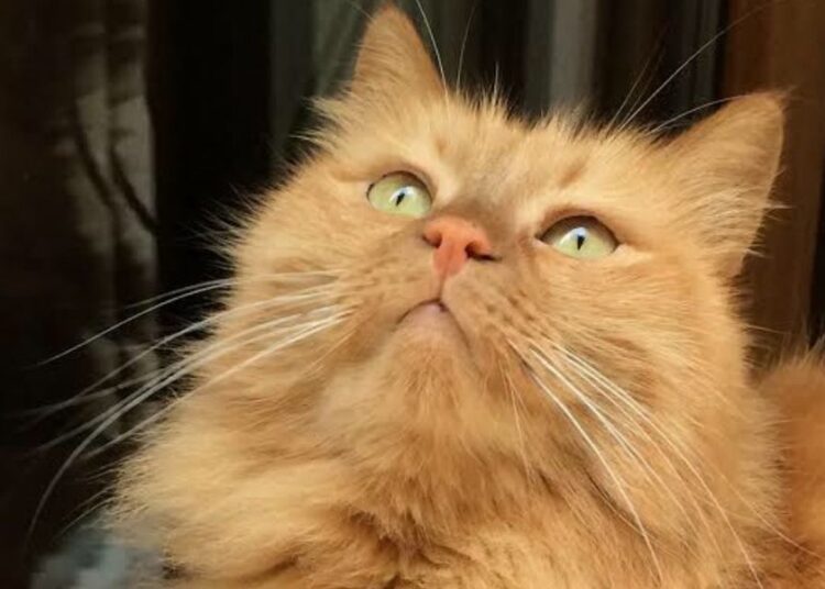 Garfield'dan Çizmeli'ye... Sarman kedilerin gizemi çözüldü: Neden genellikle erkekler? 1 Garfield’dan Çizmeli’ye… Sarman kedilerin gizemi çözüldü: Neden genellikle erkekler?