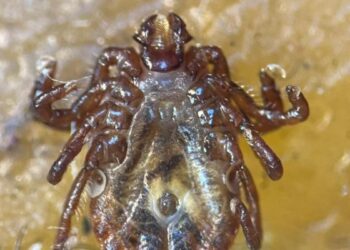 Türkiye’de yeni kene türü tespit edildi: 30’dan fazla hastalık etkeni taşıyor