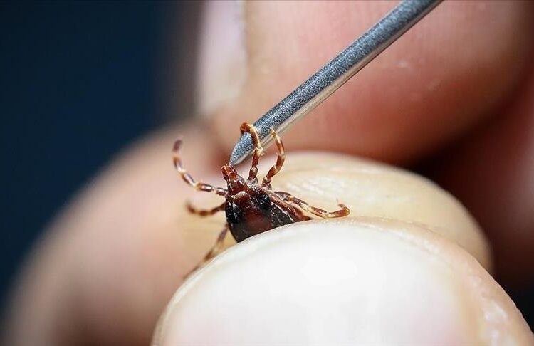 Sivas’ta kene nedeniyle can kaybı 8’e yükseldi 1 Sivas’ta kene nedeniyle can kaybı 8’e yükseldi