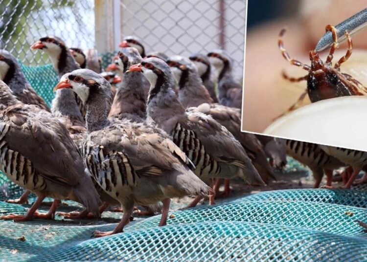 Kene alarmına karşı doğaya binlerce keklik salındı 1 Kene alarmına karşı doğaya binlerce keklik salındı