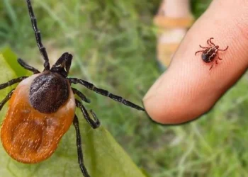 Uzmanlar anlattı: Keneler en çok hangi bölgelere tutunuyor?