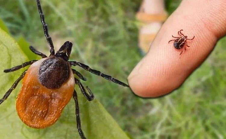Uzmanlar anlattı: Keneler en çok hangi bölgelere tutunuyor?