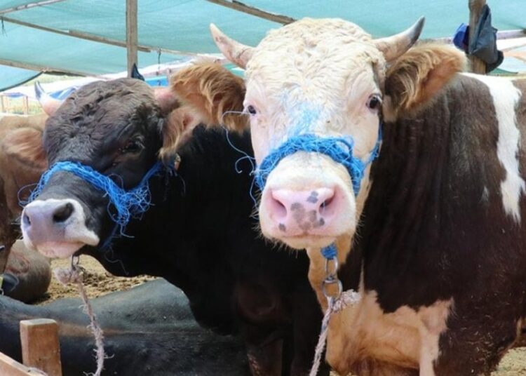 Vatandaşın bütçesi yetmedi; kurbanlıklar Et ve Süt Kurumu’na kaldı