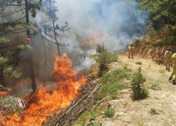 Orman yangınlarında 8 ilde bin 168 bina hasar gördü