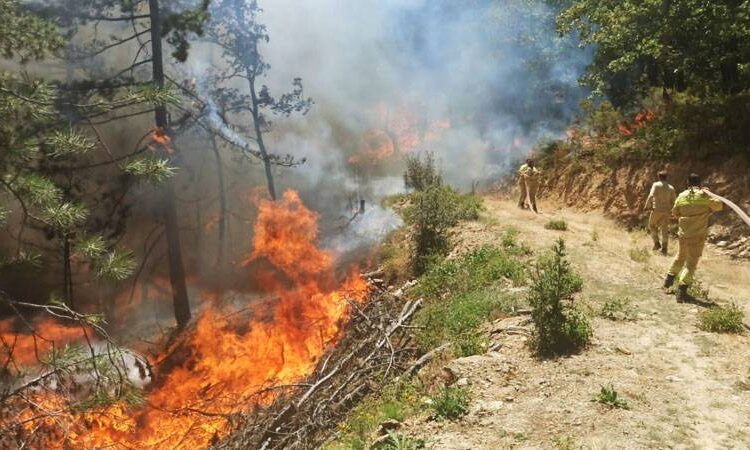 Orman yangınlarında 8 ilde bin 168 bina hasar gördü 1 Orman yangınlarında 8 ilde bin 168 bina hasar gördü