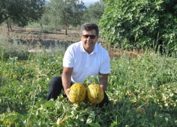 Kırkağaç Kavunu AB’den tescil aldı