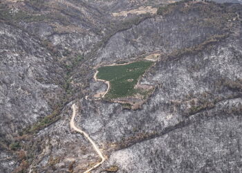 Bursa’da orman yangını: ’10 bin futbol sahası kadar alan kaybedildi’