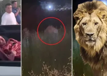 Antalya alarmda: Hayvanat bahçesinden aslan kaçtı, bir kişiyi yaraladı