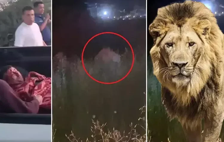 Antalya alarmda: Hayvanat bahçesinden aslan kaçtı, bir kişiyi yaraladı