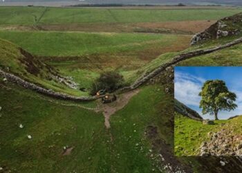 İkonik ağacı kesen 2 kişiye 4’er yıldan fazla hapis cezası verildi