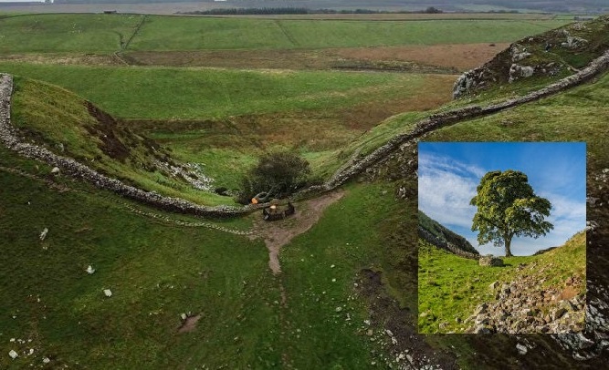 İkonik ağacı kesen 2 kişiye 4’er yıldan fazla hapis cezası verildi 1 İkonik ağacı kesen 2 kişiye 4’er yıldan fazla hapis cezası verildi