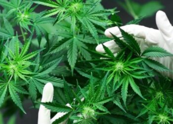 Meclis’ten geçti: Tıbbi kenevir eczanelerde satılabilecek