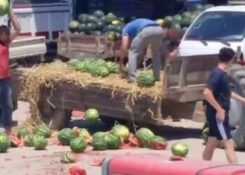 Satamadıkları karpuzları parçalayan çiftçilere bakanlıktan soruşturma