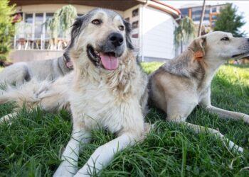 Mahkeme karar verdi: New York’ta köpekler aile üyesi sayılacak