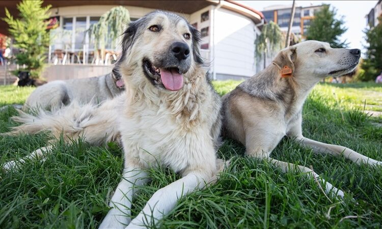 Mahkeme karar verdi: New York'ta köpekler aile üyesi sayılacak 1 Mahkeme karar verdi: New York’ta köpekler aile üyesi sayılacak