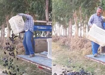 Satamadığı patlıcanları döken üreticiye milyonluk ceza gündemde