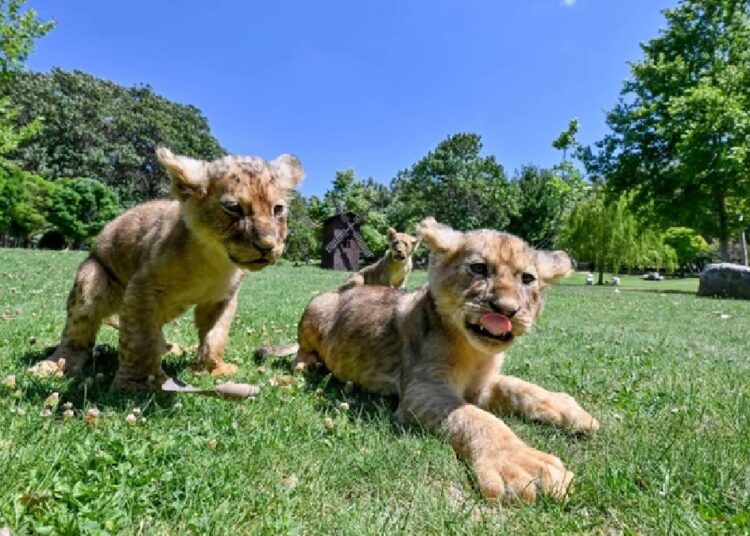 Erdoğan’a hediye edilen aslanların yavrularına isim aranıyor