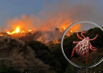Üzerinde kene olan yastığı yakmak isterken ormanı yaktı