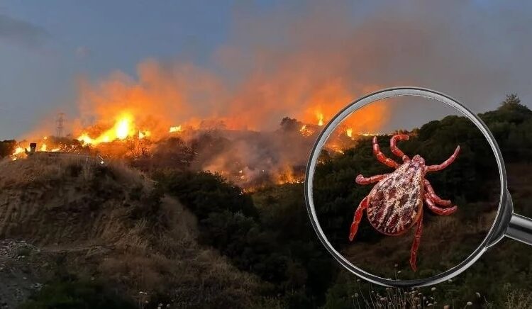 Üzerinde kene olan yastığı yakmak isterken ormanı yaktı