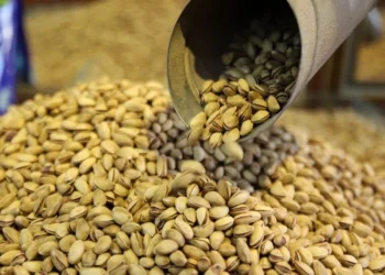 İç pazar bu yıl antep fıstığına doyacak: Hepsi sınırda reddedildi