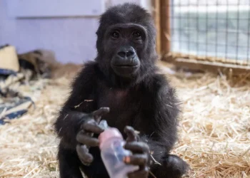 Goril Zeytin için uluslararası iade talebi: ‘Türdeşlerinin yanında olmalı’