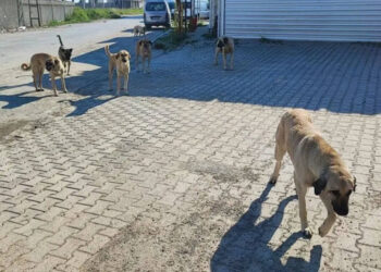 Komşusunun köpeğini öldürdü, tutuklandı