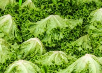 Aslı Ateş yazdı I Marketlerden “kıvırcık ve aysberg” fırsatçılığı 