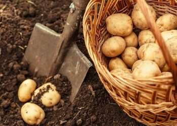 Patatesin ‘kökeni’ bulundu: 9 milyon önce domatesten melzelenmiş