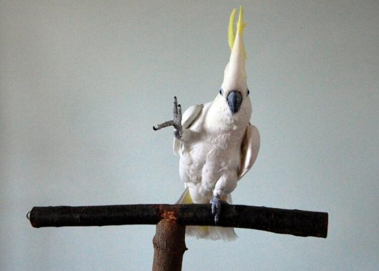 Bu kuş bir çok insandan daha kıvrak: 30 dans hareketi yapabiliyor 1 Bu kuş bir çok insandan daha kıvrak: 30 dans hareketi yapabiliyor