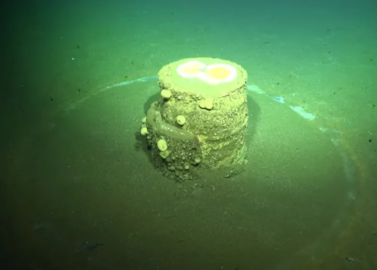 Okyanusun dibindeki gizemli halkalar, 'zehirli sırrı' açığa çıkardı 1 Okyanusun dibindeki gizemli halkalar, ‘zehirli sırrı’ açığa çıkardı