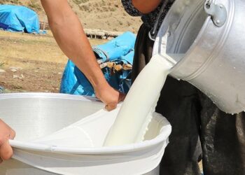 “Süt karşılığı yem” uygulayan 39 firma hakkında soruşturma