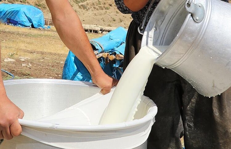 “Süt karşılığı yem” uygulayan 39 firma hakkında soruşturma