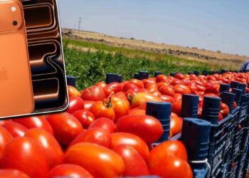 Çiftçiler 20 ton domates satıp bir iPhone 17 alabilecek
