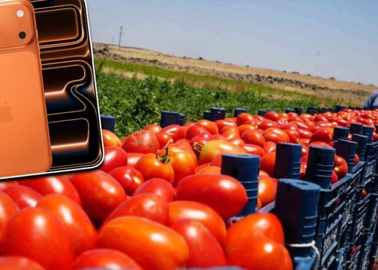 Çiftçiler 20 ton domates satıp bir iPhone 17 alabilecek