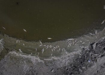 Kuraklığın vurduğu Çınarlı Göleti’nde balık ölümleri başladı