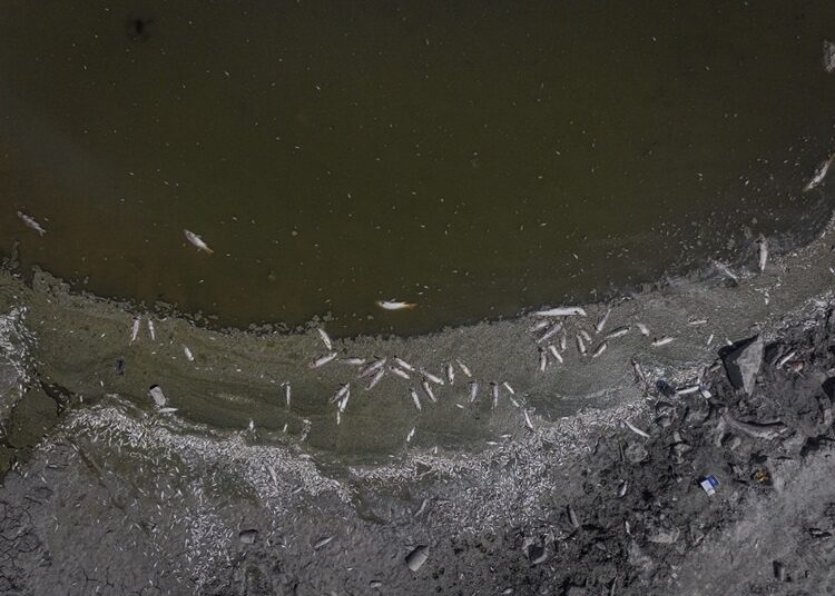 Kuraklığın vurduğu Çınarlı Göleti’nde balık ölümleri başladı