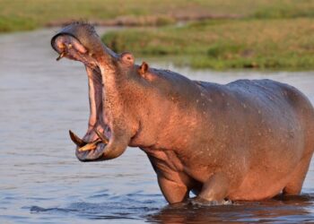 Su aygırı tekneyi devirdi: 11 kişi kayıp