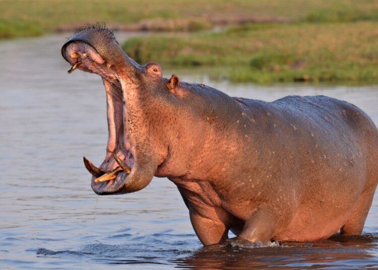 Su aygırı tekneyi devirdi: 11 kişi kayıp