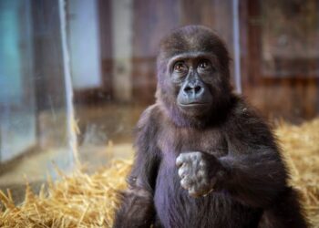 Nijerya’dan goril Zeytin tepkisi: Türk hükümetinin yaptığı şeyde hiçbir mantık yok