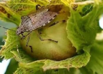 Bakanlıktan böcek toplama yarışması: En çok toplayan öğrenciye bisiklet