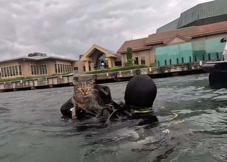 Haliç’te mahsur kalan kediyi Dalgıç Polis kurtardı