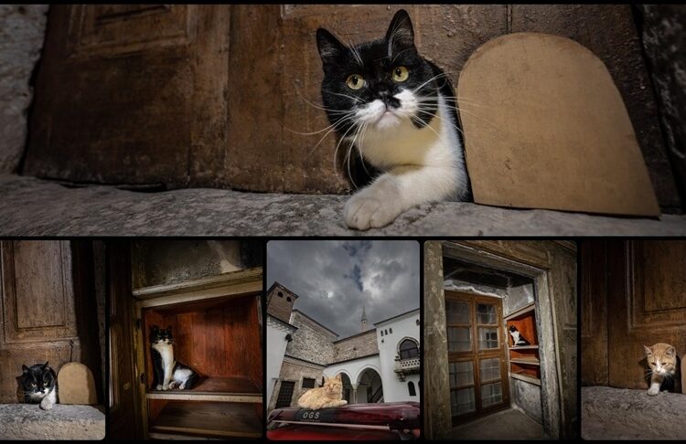 Restore edilen Topkapı Sarayı’nın kedi kapısı yeni müdavimlerine hizmet vermeye başladı