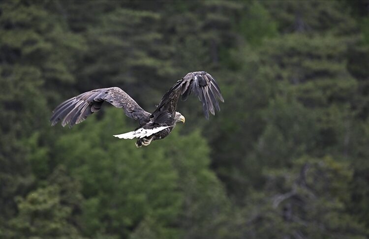 73 bin yaban hayvanı tedavi edilerek doğaya salındı
