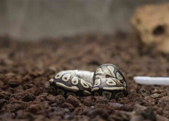 Polisin çevirdiği kişinin cebinden yavru piton yılanı çıktı