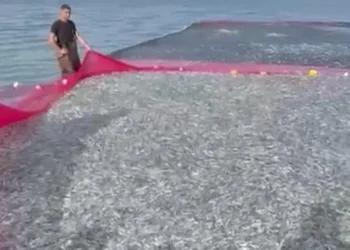 Tek seferde en büyük av: Bursa’da 21 ton balık yakaladılar