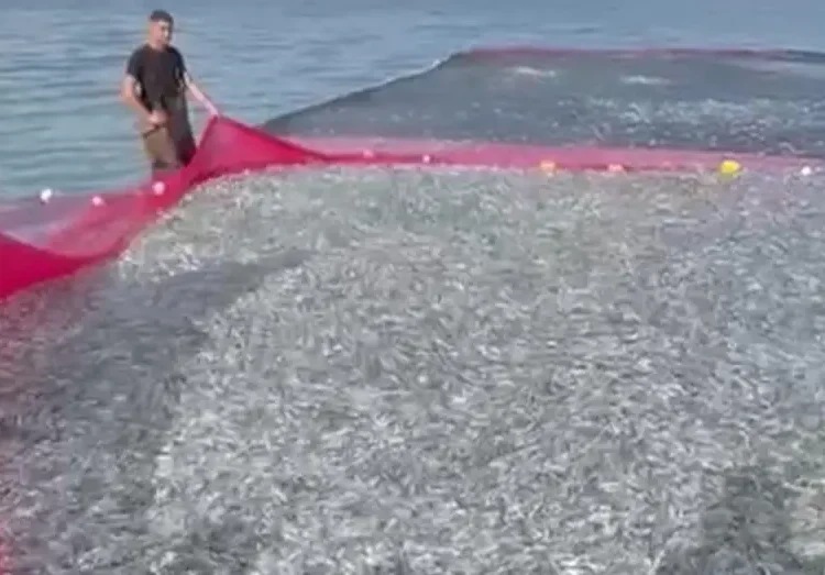 Tek seferde en büyük av: Bursa’da 21 ton balık yakaladılar