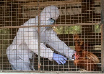 H5N5 kuş gribi ilk kez insana bulaştı: Dünyadaki ilk ölüm