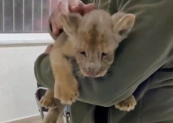 Veteriner kliniğindeki 35 günlük yavru aslana el konuldu