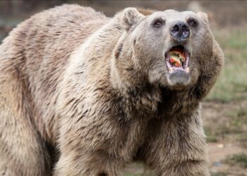Piste ayı girdi, uçuşlar durduruldu