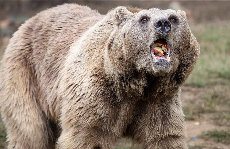 Piste ayı girdi, uçuşlar durduruldu